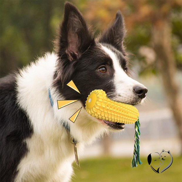 Maiszahnbürste Hundespielzeug Dog Toys PfotenLAND   